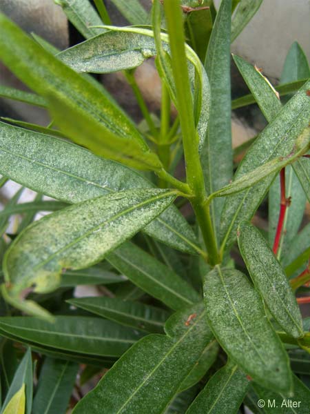 Nerium oleander  - Spinnmilben