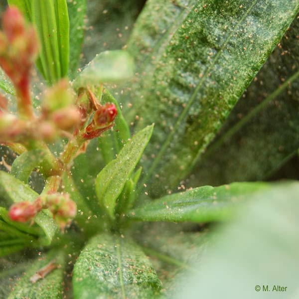 Nerium oleander  - Spinnmilben