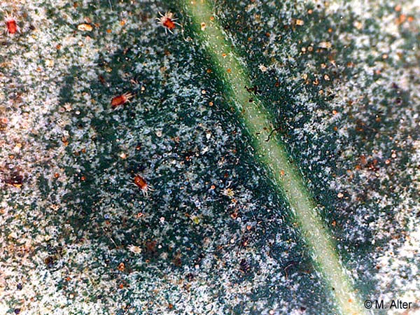 Nerium oleander  - Spinnmilben Macroaufnahme