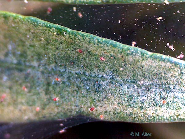 Nerium oleander - Spinnmilben Macroaufnahme