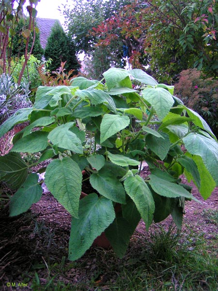 Salvia  dorisiana