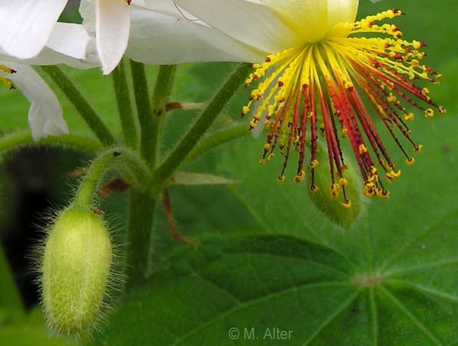 Sparrmannia Blüte