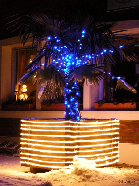 Trachycarpus fortunei mit Weihnachtsbeleuchtung