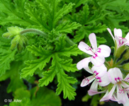 Pelargonium graveolens