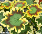 Pelargonium Mrs Pollock