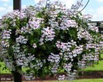  Pelargonie Snow Cascade