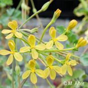 Pelargonium gibbosum