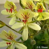 Pelargonium oblongatum