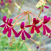 Pelargonium sidoides